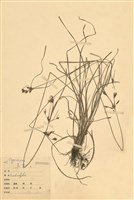 藏品(飄拂草)的圖片